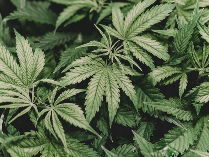 California's Largest Cannabis Superstore in Santa Ana Closes After Losing Millions